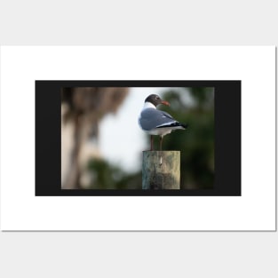 seagull on pole Posters and Art